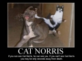 Cat Norris