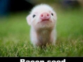 Little bacon seed