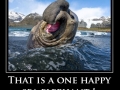 Happy sea elephant