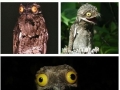 Meet the common Potoo