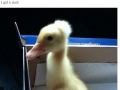 I want a duck