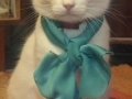 Fancy cat