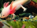 The Axolotl