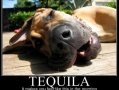 Tequila