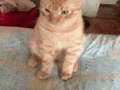 I'm not listening to you