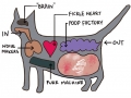 Cat's anatomy