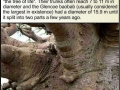 Baobab tree