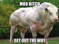 Muscular cow