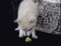 Let me lick this lime..