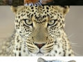 Mac OS X Evolution