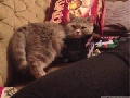 If I fits, I.. wait..1 sec please!