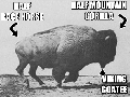 Bada** Buffalo