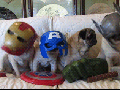 Avendogs