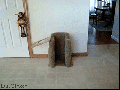 Dog's dinner time
