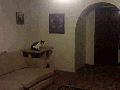 Athletic cat