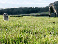 An owl walking