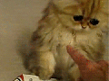 Disappointed Kitty