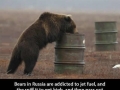 Russian bears