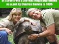 171 year old tortoise