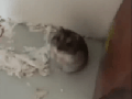 Innocent animal shot