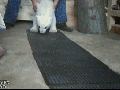 Baby polar bear walking