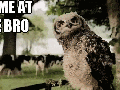 Come at me bro!