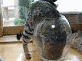 Cats are funny