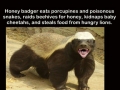 Honey badger doesn't care!