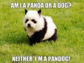 Panda or Dog?