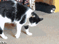I forgot how to cat