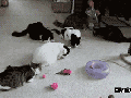 Cat the Troll Master