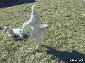 Forgot how to goat