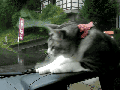 Hipster cat on catnip