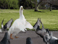 Party of duck face