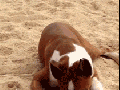 Dog tries a lime