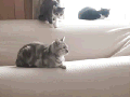 Evil cat is evil