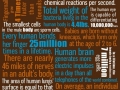 Human Body Facts