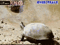 Catch me if you can