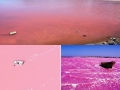Pink lake Hiller, Australia