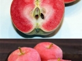 Pink Pearl Apple