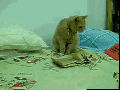 Cats in a nutshell