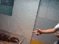 Please don't kill me!