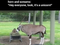 Look, it's a unicorn!