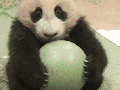 It's my ball.. mine!