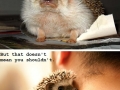 Poor hedgehog