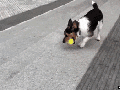Ph.Dog in Physics