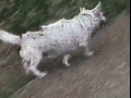 Dog has life figured out