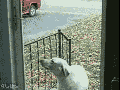 Not the smartest dog