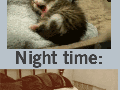 Cats