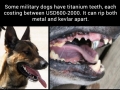 Military dogs